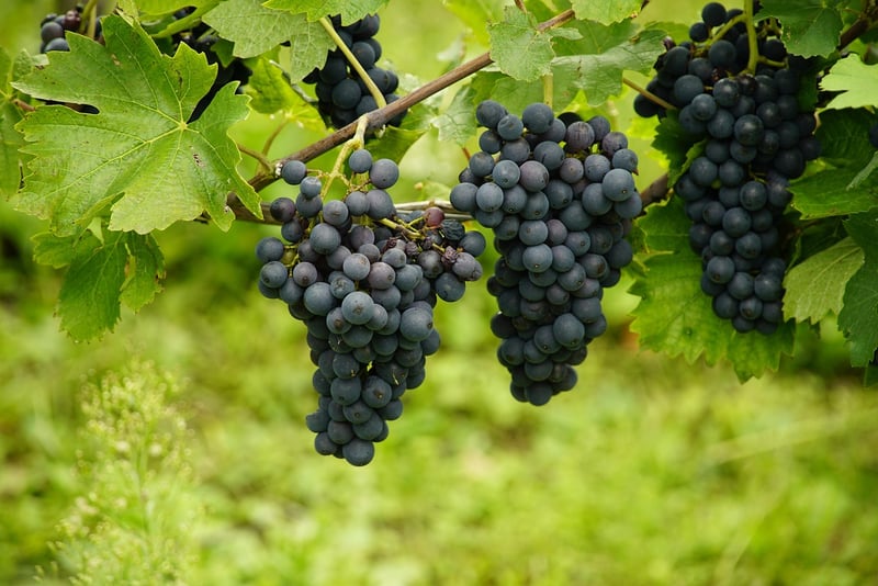Frozen grapes